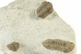 Three Trilobite (Kainops & Paciphacops) Fossils - Oklahoma #232704-9